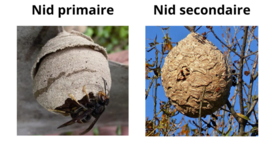 Agrandir l'image (fenêtre modale)