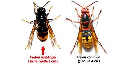Agrandir l'image (fenêtre modale)